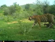 Jaipur: NTCA Returns Ramgarh Vishdhari Tiger Reserve Plan, Demands Revisions