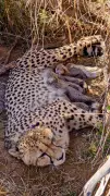 Jwala the Cheetah Gives Birth to Five Cubs at Kuno National Park