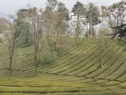 Kangra Valley's Tea and Fruit Crops Face Severe Threat from Extended Dry Spell