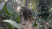Karnataka Forest Team Rescues Injured Elephant in Kodagu District