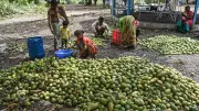 Karnataka Mango Growers Target US and UK Amid Middle East Export Uncertainty