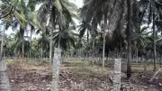 Karnataka Minister Reports 12-14% Coconut Crop Infested by Pests
