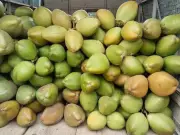 Karnataka to Establish Rs 5 Crore Tender Coconut Market in Chamarajanagar