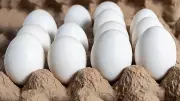 Karnataka's Poultry Industry Faces Crisis as Egg Prices Plummet Due to Export Woes