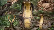 King Cobra: Unique Predator with Distinct Diet, Size, and Nesting Behavior