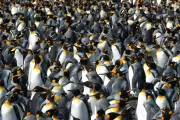 King Penguins Breed Earlier Due to Warming, Boosting Success by 40%