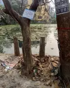 Kolkata Activists Protest Tree Damage During Road Repairs in Dum Dum Area