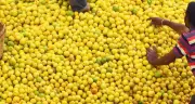 Lemon Prices Soar 70% in Andhra Pradesh as Summer Heat Drives Demand