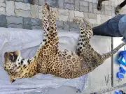 Leopard Bittu Dies at SGNP Hospital from Polycystic Kidney Disease