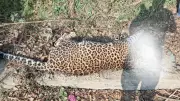 Leopard Dies After Vehicle Collision on Jalandhar Highway Near Goraya