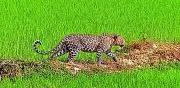 Leopard Sighting Sparks Panic in Katihar Villages, Forest Department Launches Search