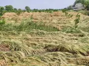 Lightning Strikes Kill 2, 41 Cattle in Marathwada; Unseasonal Rains Wreak Havoc