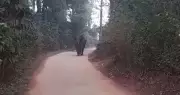 Lone Elephant Rampage in Madikeri Village Damages Auto, Coffee Plants