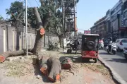 Ludhiana: Authorities Deny Permission as Five Trees Illegally Axed