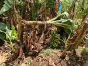 Madhya Pradesh Hit by Severe Thunderstorms and Hailstorms, IMD Issues Widespread Alerts