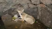 Maharashtra Forest Department Rescues Jackal from 15-Foot Well in 1.5-Hour Operation