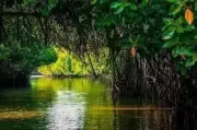 Maharashtra Takes Strong Action Against Mangrove Destruction in Borivali
