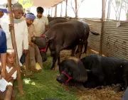 Maharashtra's Dairy Boom: Milk Production Soars 63.8% in a Decade, Survey Reveals