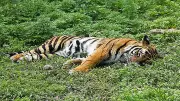 Male Tiger Succumbs to Illegal Snare Trap in Karnataka's Mysuru Forest