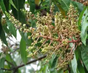 Mango Tree's Broom-Like Flowers Signal Alert for Indian Farmers