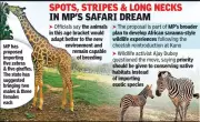 MP Seeks Fast-Track Import of Zebras, Giraffes from Botswana for Wildlife Programme