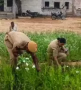 Nagaur Police Seize 600 Opium Poppy Plants, Arrest Field Owner in Major Drug Bust