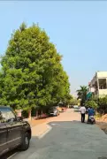 Nagpur Residents Demand Removal of Banned Conocarpus Trees Over Health Risks