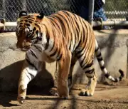 Nagpur Tiger Corridor Project Gets 2028 Deadline from Bombay High Court