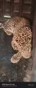 Nashik District Sanctions Rs20.35 Crore to Combat Human-Leopard Conflict