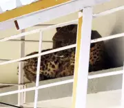 Nashik Leopard Rescue: 6-Hour Operation Saves Young Female in Satpur