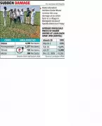Nashik Summer Onion Crops Devastated by Unseasonal Rains, Production to Drop 15%
