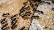 Natural Ant Control: Effective Home Remedies Using Vinegar, Lemon, and More