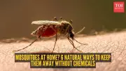 Natural Mosquito Control: 6 Chemical-Free Ways to Keep Your Home Safe