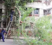 Navi Mumbai Residents to Form Silent Human Chain to Save 440 Trees from Road Project