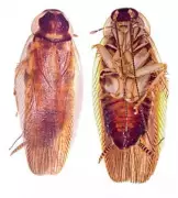 New Cockroach Species Discovered in Pune Using Advanced DNA Techniques