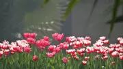 New Delhi's Stunning Tulip Festival Transformation: A City in Full Bloom