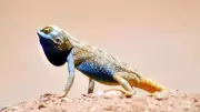 New Pale Agama Lizard Species Found in Saudi Arabia, Signals Healthy Desert Ecosystem