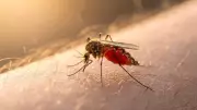 New Study Reveals How Mosquitoes Use Visual and Chemical Cues to Target Humans