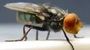 New World Screwworm Threat Resurfaces: US on Alert for Flesh-Eating Fly's Return