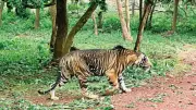Nine Arrested in Mayurbhanj for Poaching Rare Black Royal Bengal Tiger