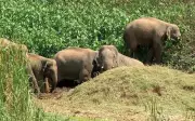Odisha's Elephant Crisis: 344 Deaths in 4 Years, Dhenkanal Worst Hit