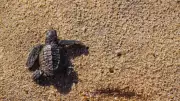 Olive Ridley Turtle Hatchlings Spotted at Puri's Blue Flag Beach in Rare Sighting