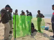 Olive Ridley Turtle Nesting Returns to Someshwar Beach After 5-Year Hiatus