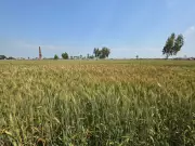 Patiala District Prepares 108 Mandis and 89 Centers for Wheat Procurement Season