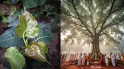 Peepal Tree: Sacred Symbol of Hindu Culture and Vedic Traditions Explained