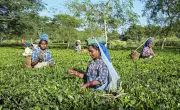 PM Modi to Distribute Land Deeds to Assam Tea Workers, Empowering Generations