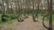 Poland's Crooked Forest: The 400 Pines Bent by Human Hands, Not Nature