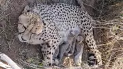 Project Cheetah Milestone: Five New Cubs Born at Kuno, Population Crosses 50
