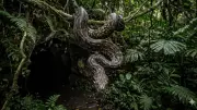 Puerto Rican Boa's Ceiling Ambush: How Snakes Hunt Bats in Caves