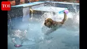 Pune's Pet Pools See Summer Surge as Dogs Beat the Heat with Splash Sessions